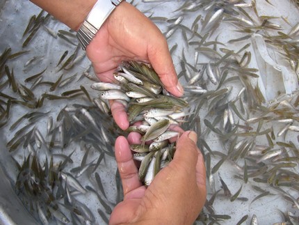 [-]Lòng[-]tham[-]vô[-]tận